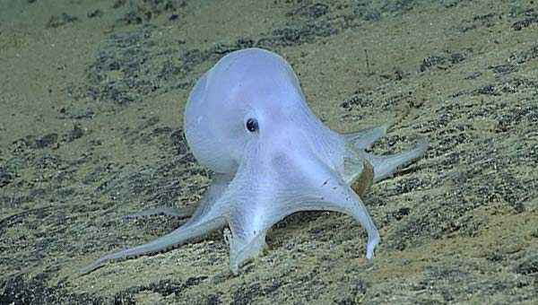 осьминог Каспер