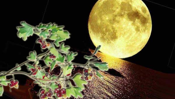 полная Луна на фоне ветки рябины