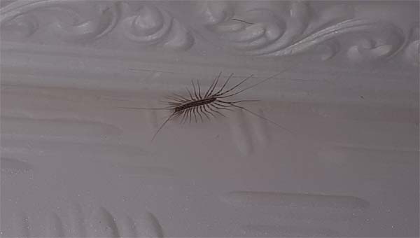 домашняя сороконожка, мухоловка обыкновенная