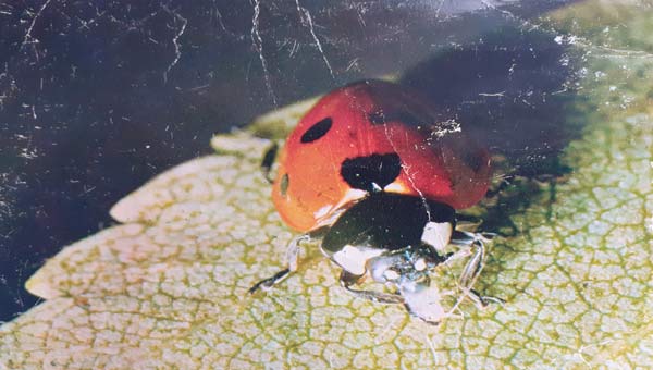 божья коровка на листе