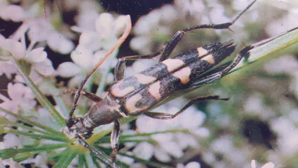 Странгалия насекомое