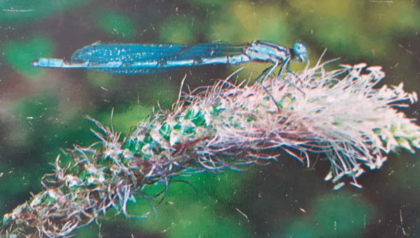 голубая стрекоза сидит на травинке