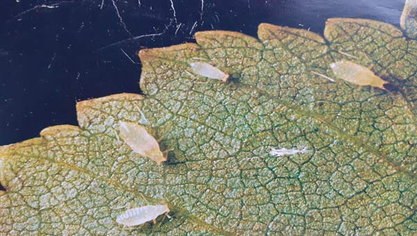 тли на засохшем листе