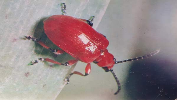 жук трещалка красного цвета