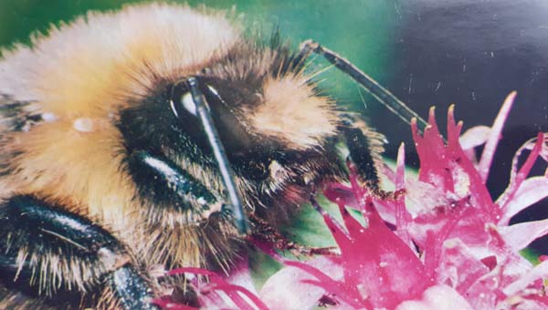 шмель на цветке клевера крупным планом