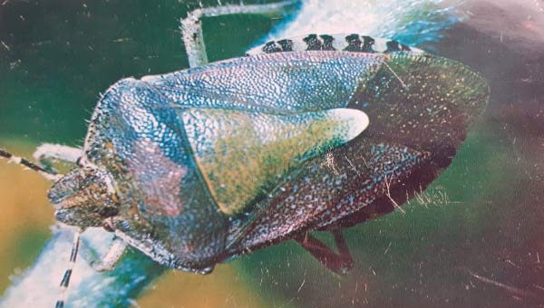 фото жука щитник ягодный