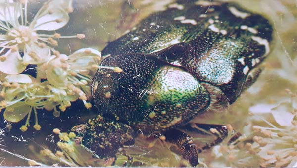 жук бронзовка сидит в траве