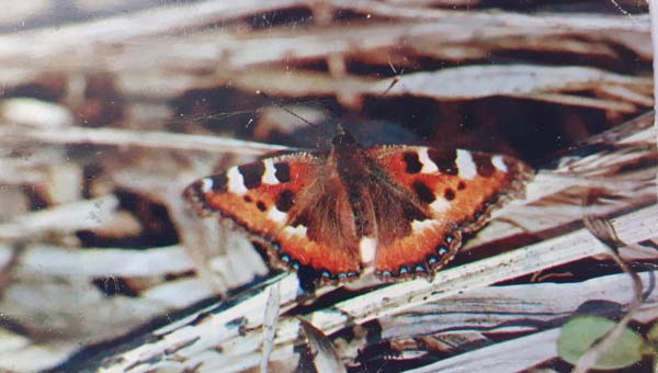 фото бабочки крапивницы