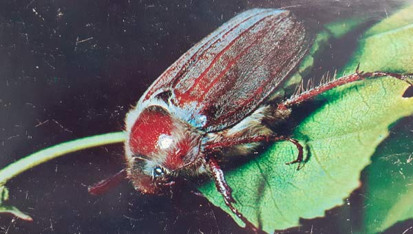 майский жук крупным планом