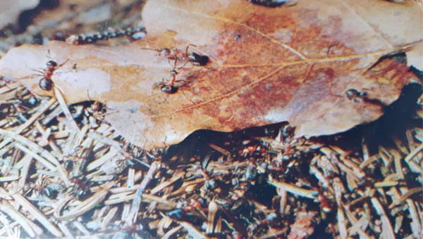 рыжие муравьи в лесу