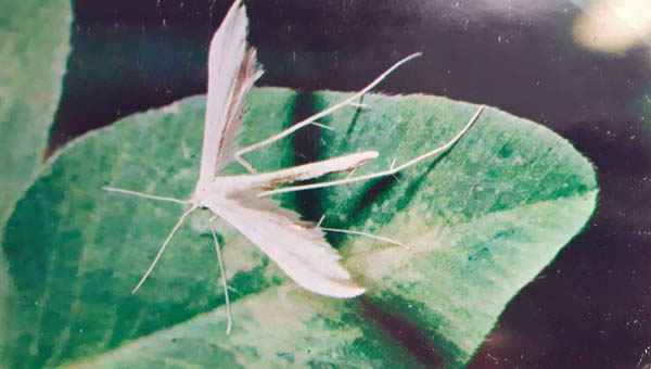 пальцекрылка на листе