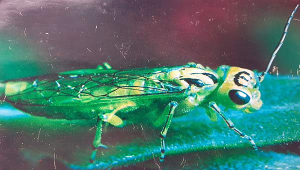 зеленый кузнечик