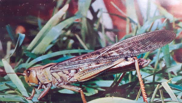 перелетная саранча в естественной среде обитания