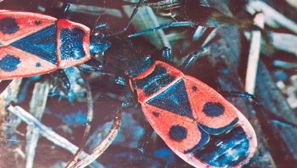 жуки солдатики крупным планом