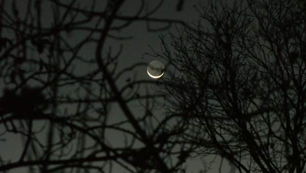 луна проглядывает сквозь ветви деревьев