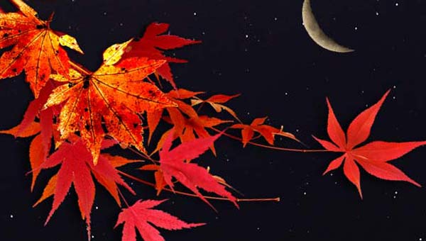 листья клена и молодая Луна