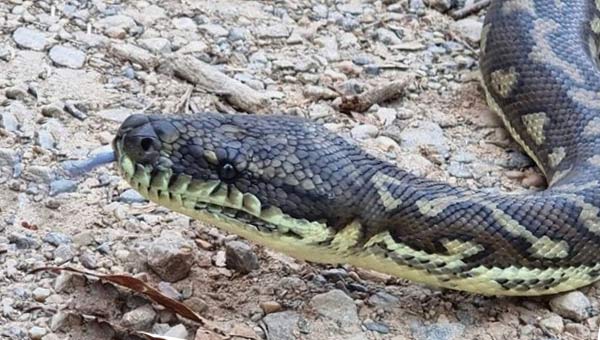 голова коврового питона