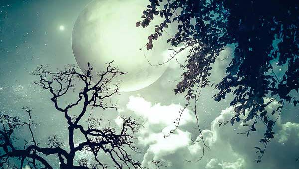 Полная луна в лесу