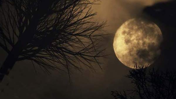 Луна на фоне еловых веток
