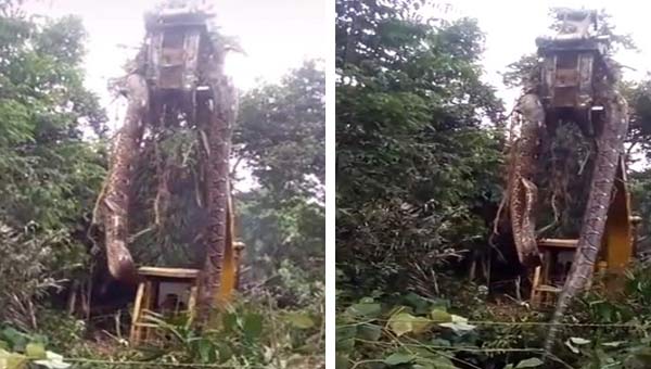 длинный удав