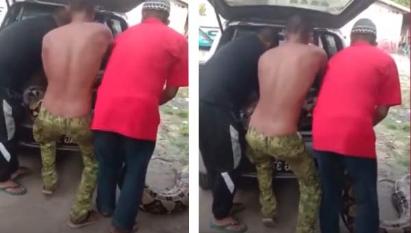 спасатели кладут удава в багажник