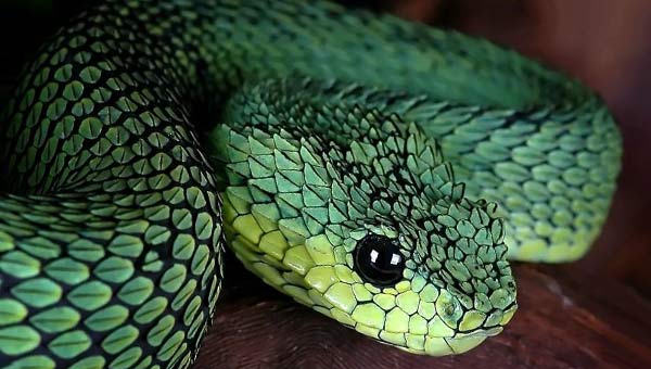 чешуйчатая ядовитая гадюка