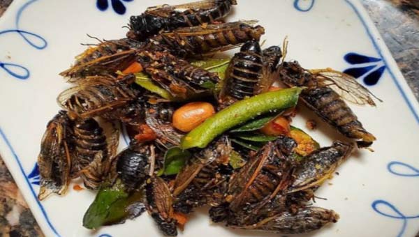 блюдо с цикадами