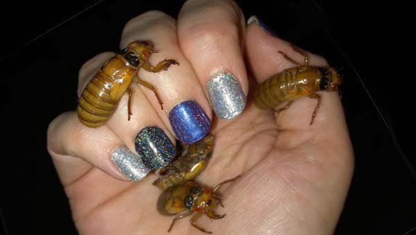 цикады на руке