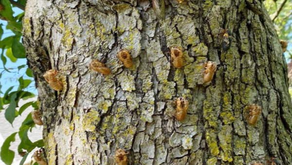 насекомые на дереве