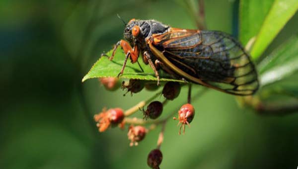 цикада на листе