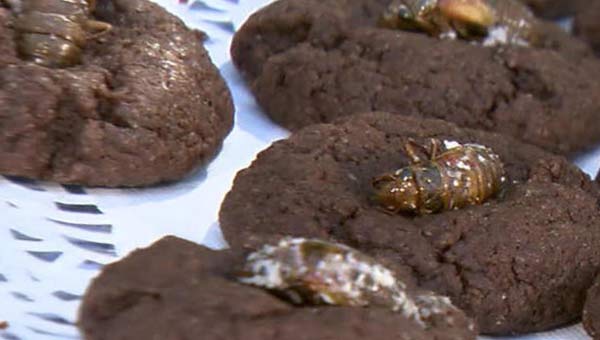 печенье с цикадами