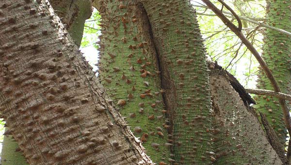 дерево песочница на фото