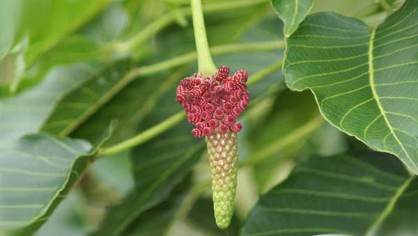 хура взрывающаяся