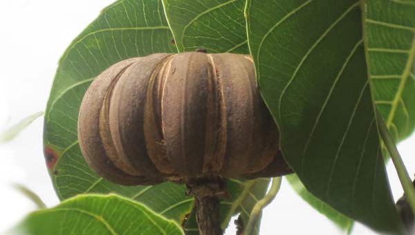 плод дерева-песочницы