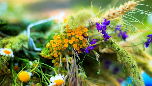 дикие травы: ромашка, пижма