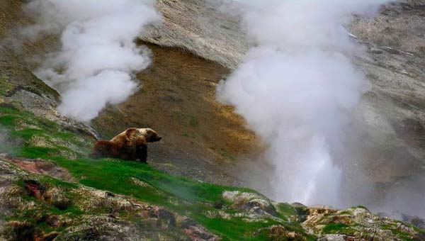 медведь на фоне гейзеров