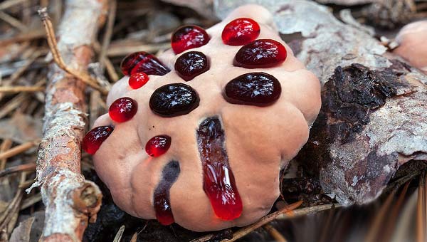 Гиднеллум Пека фото