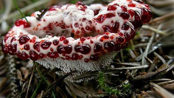 кровоточащий гриб