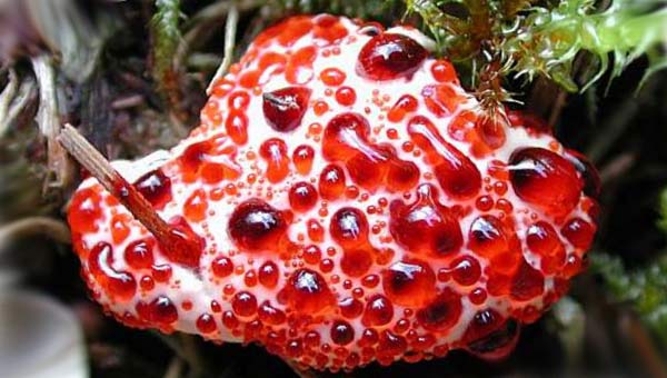 необычный гриб на фото