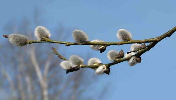 веточка вербы