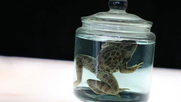 лягушка в банке с формалином