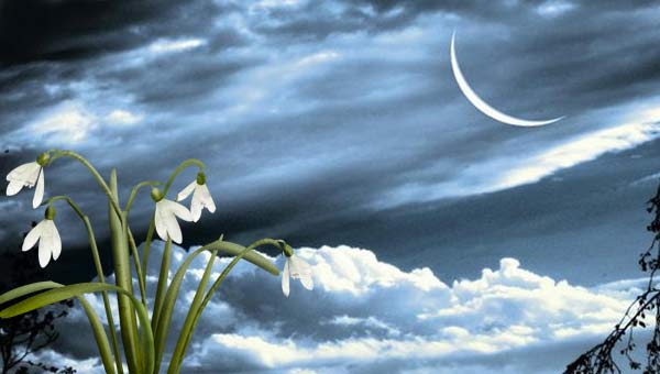 молодая Луна и подснежники