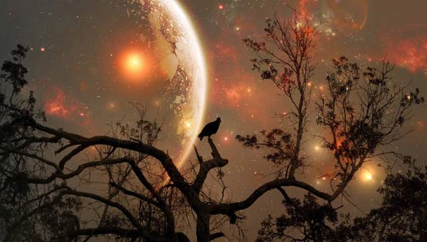 загадочная Луна и птица