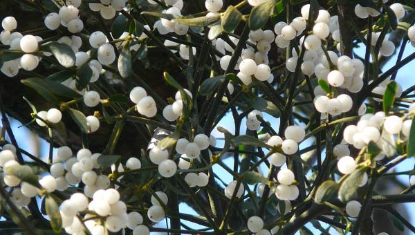 растение омела фото