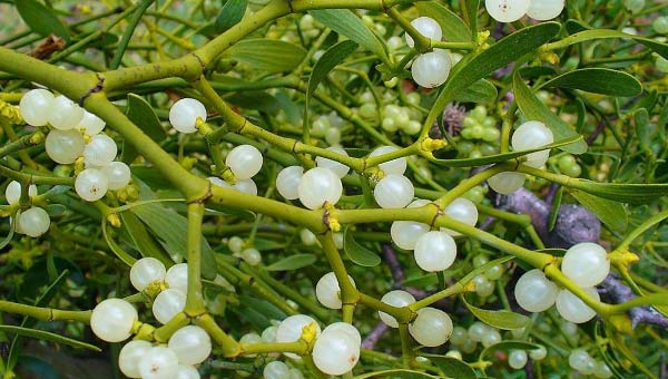 растение Viscum Album