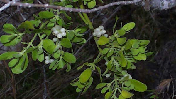 на фото - растение Phoradendron tomentosum