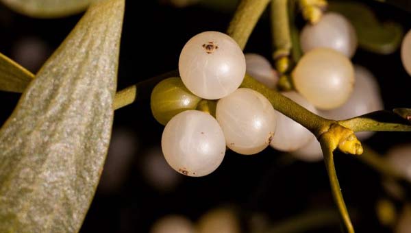 может ли омела лечить от рака?