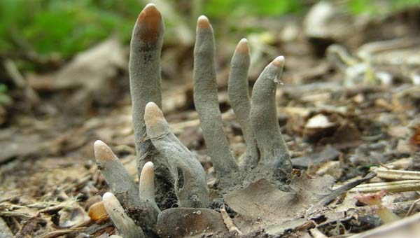 гриб пальцы мертвеца на фото