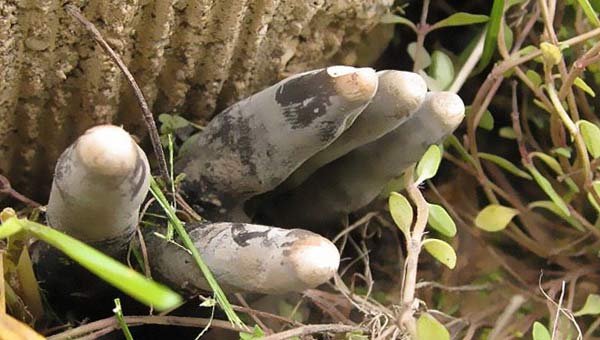 гриб Xylaria polymorpha