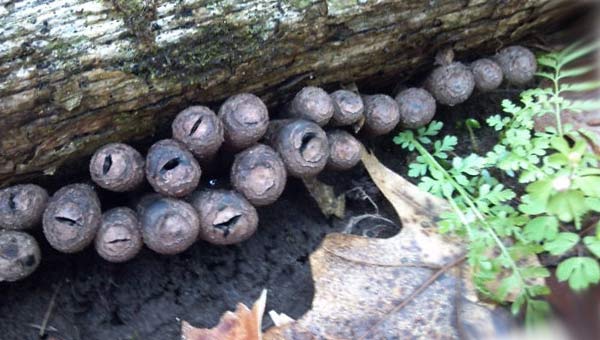 грибные споры